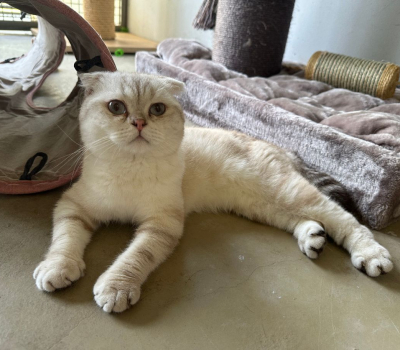 Sir Francis