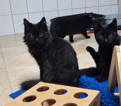 Liv und Auri – haben Interessenten