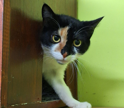 Maeve – hat Interessenten