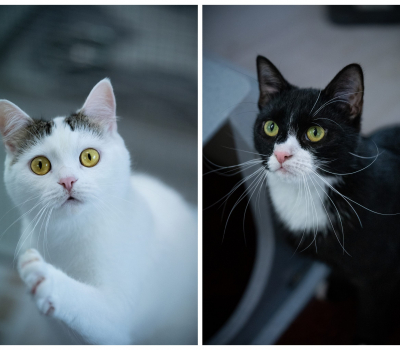 Nala und Freydis – Zuhause gefunden im Mai 2026