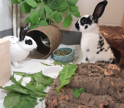 Paulina & Judy Hopps