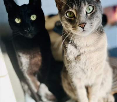 Dobby & Lupin
