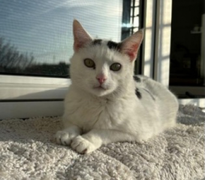 Oskar