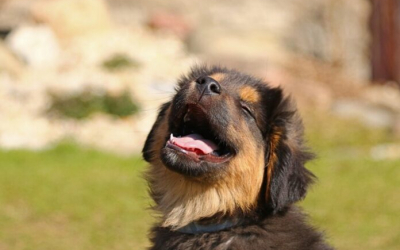 Hundesteuer-Rabatt für Vierbeiner