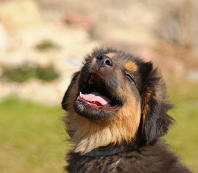 Hundesteuer-Rabatt für Vierbeiner